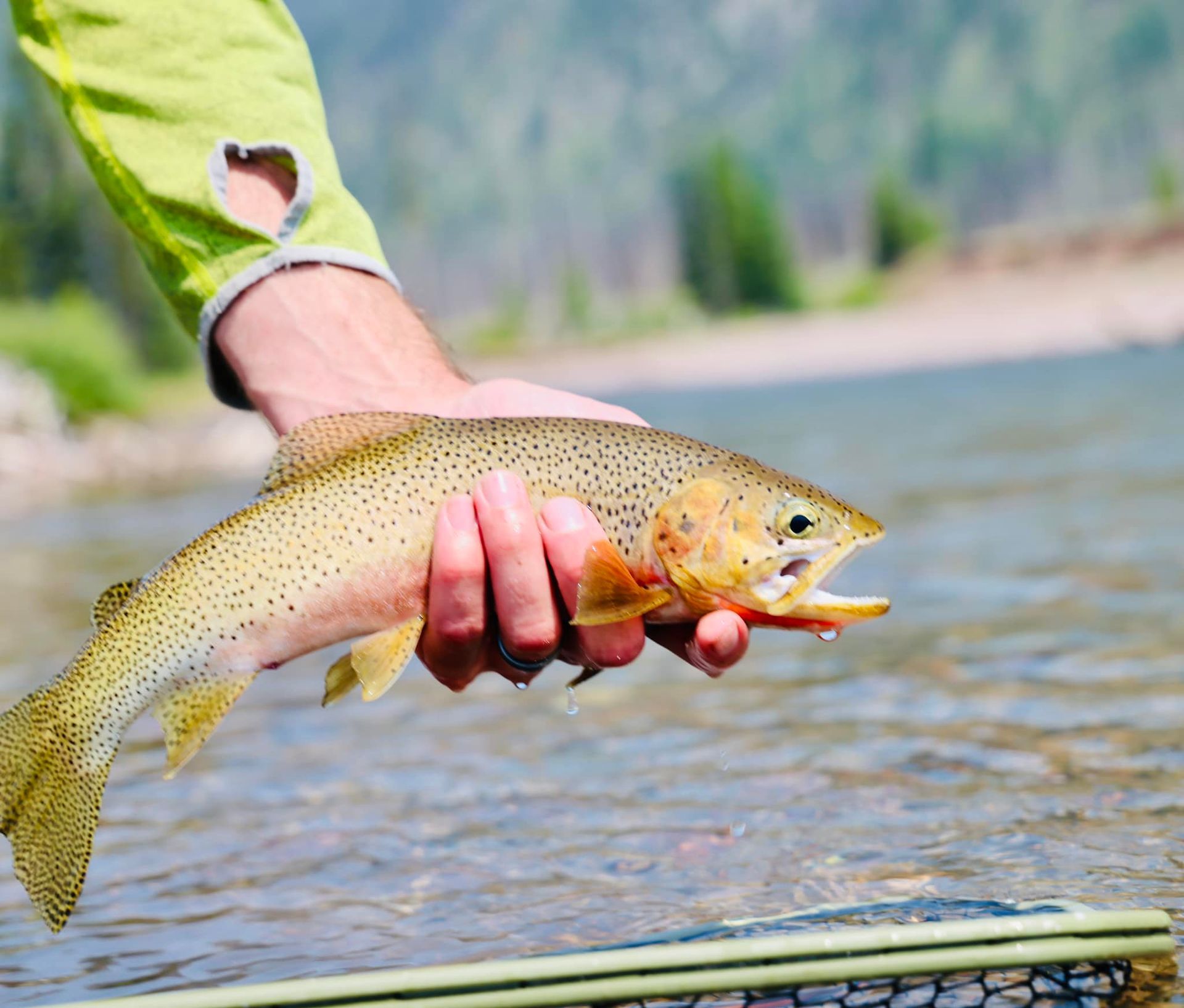 A person is holding a rainbow trout in their hands over a net.