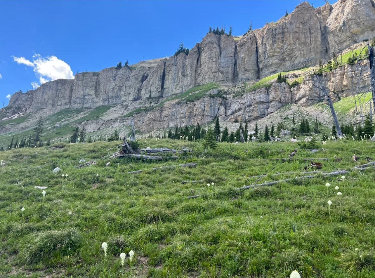 A grassy field with a mountain in the background.