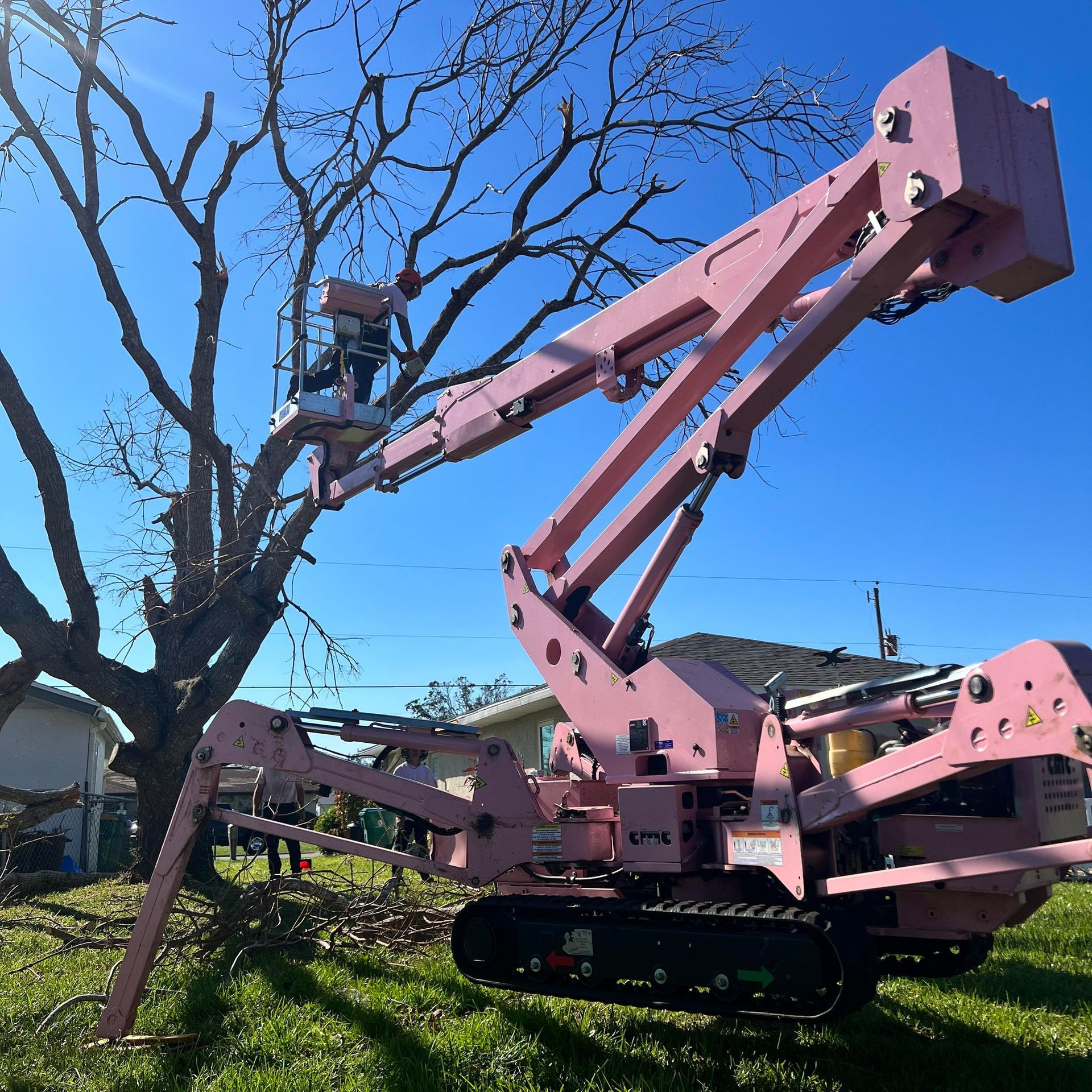 Pink tree-trimming lift reaching into a bare tree in a grassy yard; person in the basket.