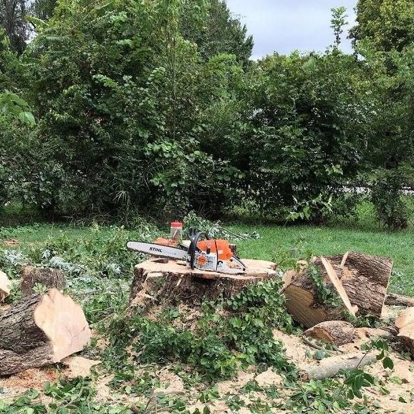 Chainsaw on a tree stump after cutting. Pieces of the tree are scattered around, with green foliage in the background.