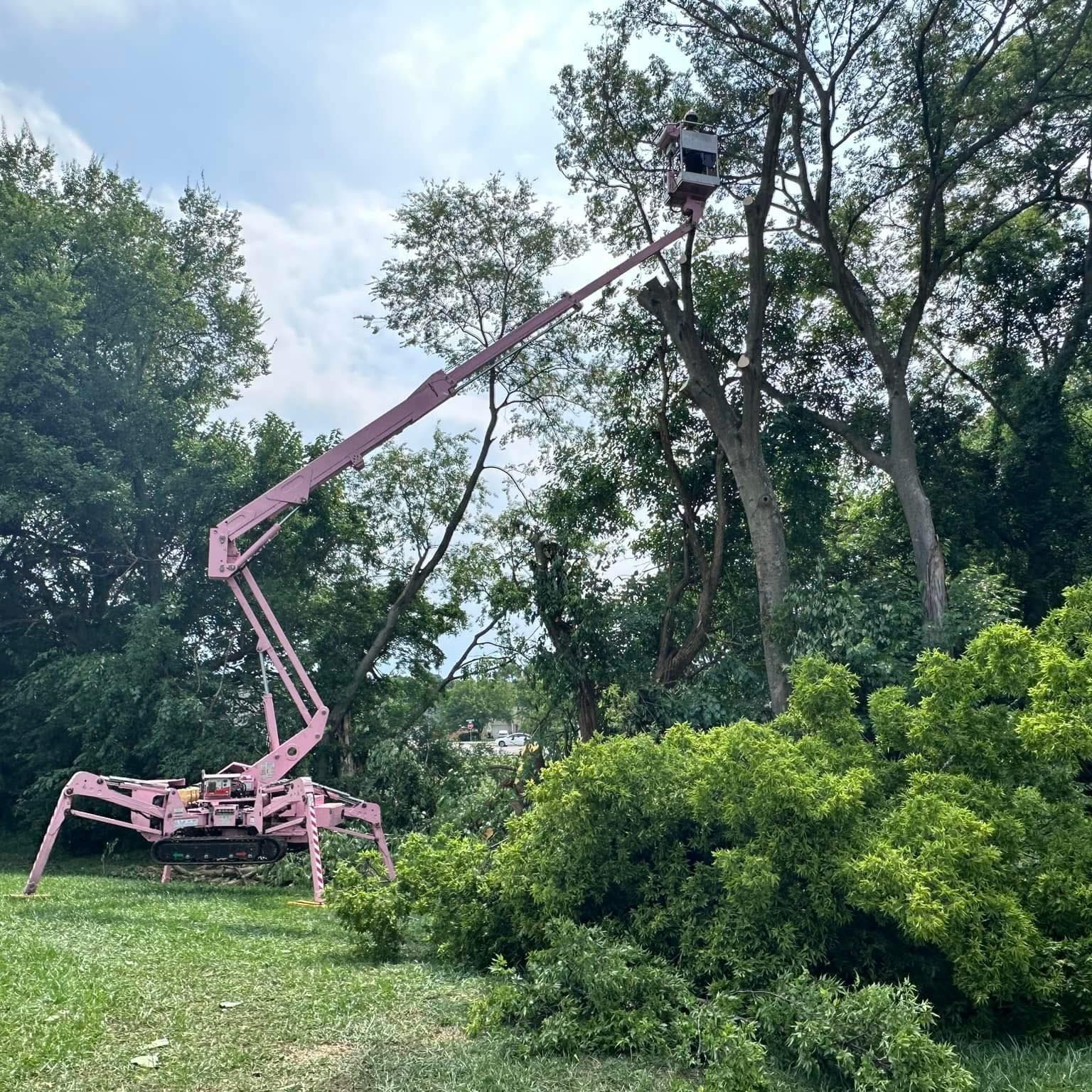 A pink cherry picker trims a tall green tree next to a house and power lines under a blue sky.