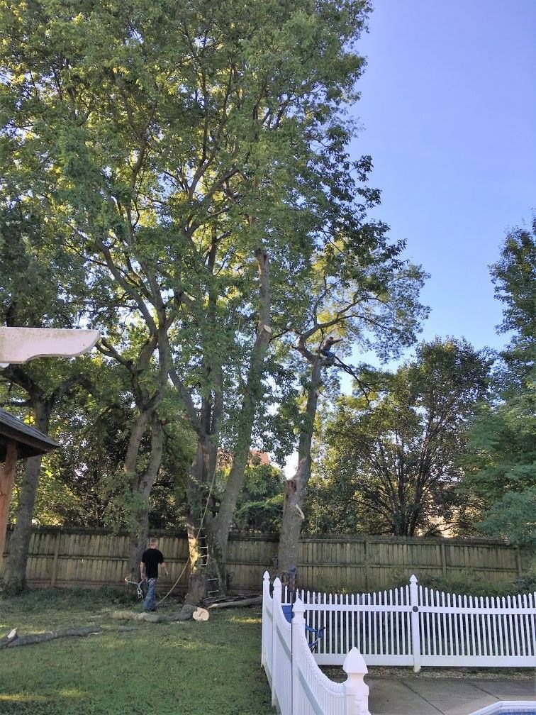 Man cutting a tree in a backyard with a white fence and swimming pool on a sunny day.