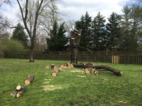 Tree trunk and logs on green grass after being cut down; backyard setting.