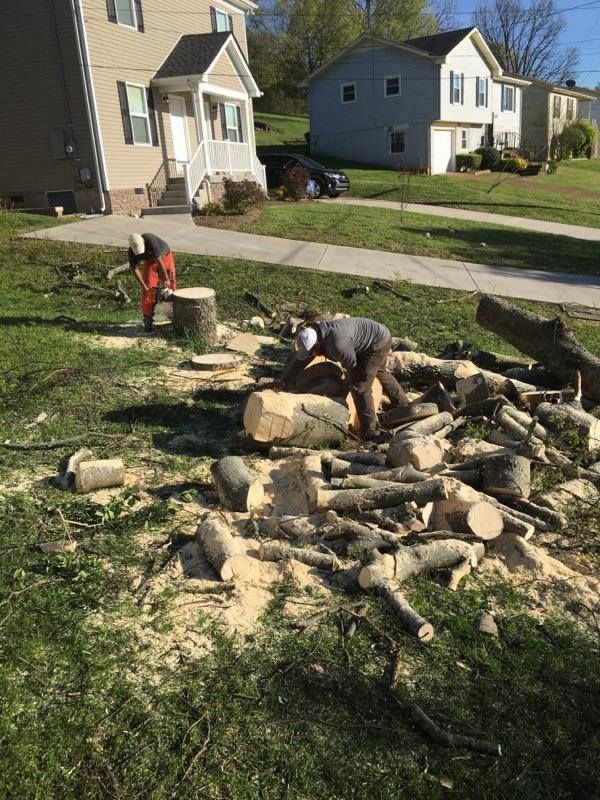 Two men sawing logs in a grassy yard with houses in the background. Sawdust and cut wood scattered around.