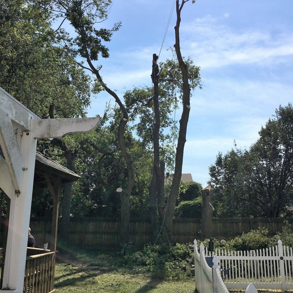 Trees being trimmed in a backyard with a white fence, a gazebo, and a blue sky.
