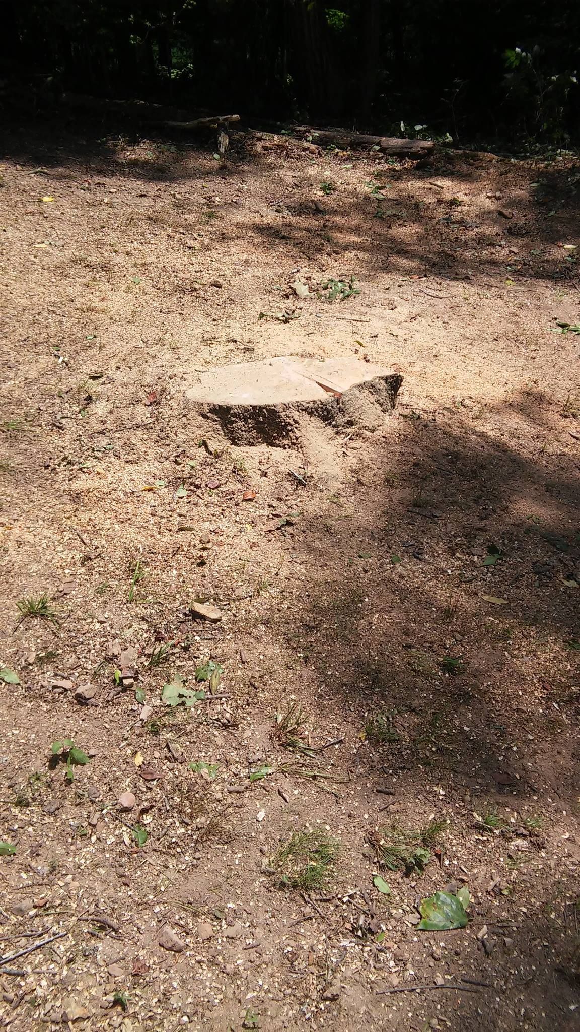 Tree stump in a forest, surrounded by green plants and sunlight.