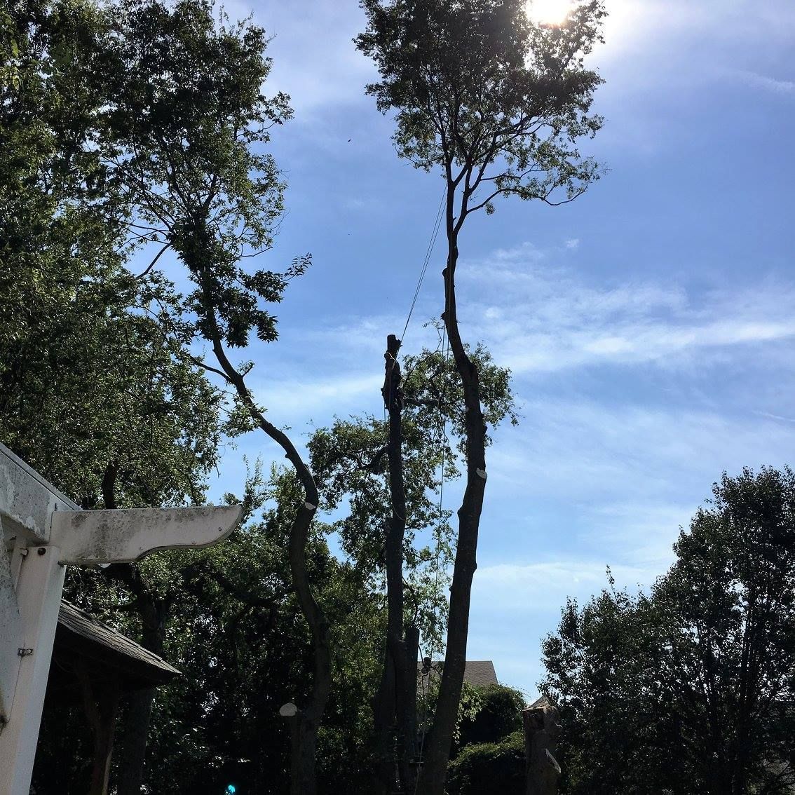 Tree being pruned, with branches partially cut against a bright blue sky.