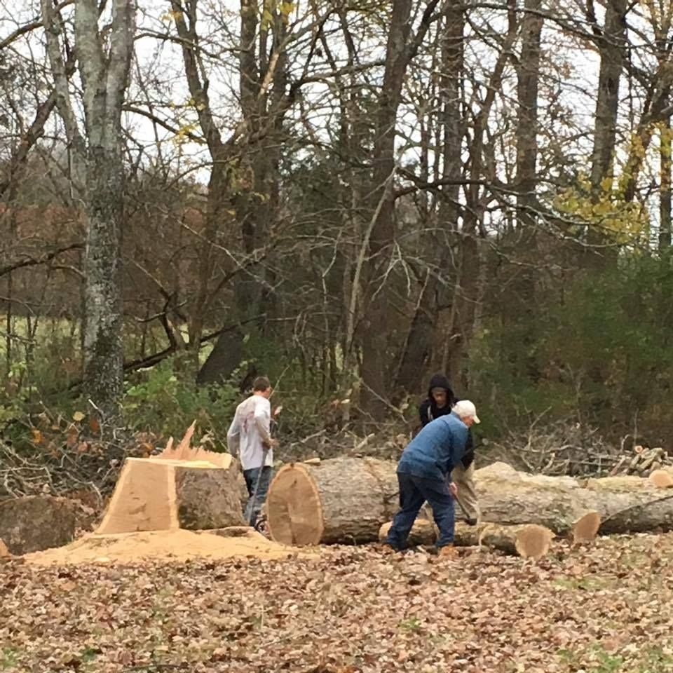 People cutting logs in a forest clearing; one man saws with a chainsaw; autumn leaves.