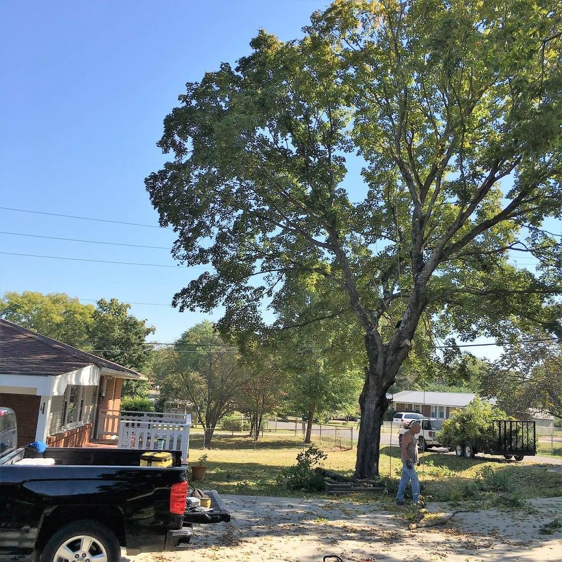 A man trimming a large tree in front of a house and truck on a sunny day.