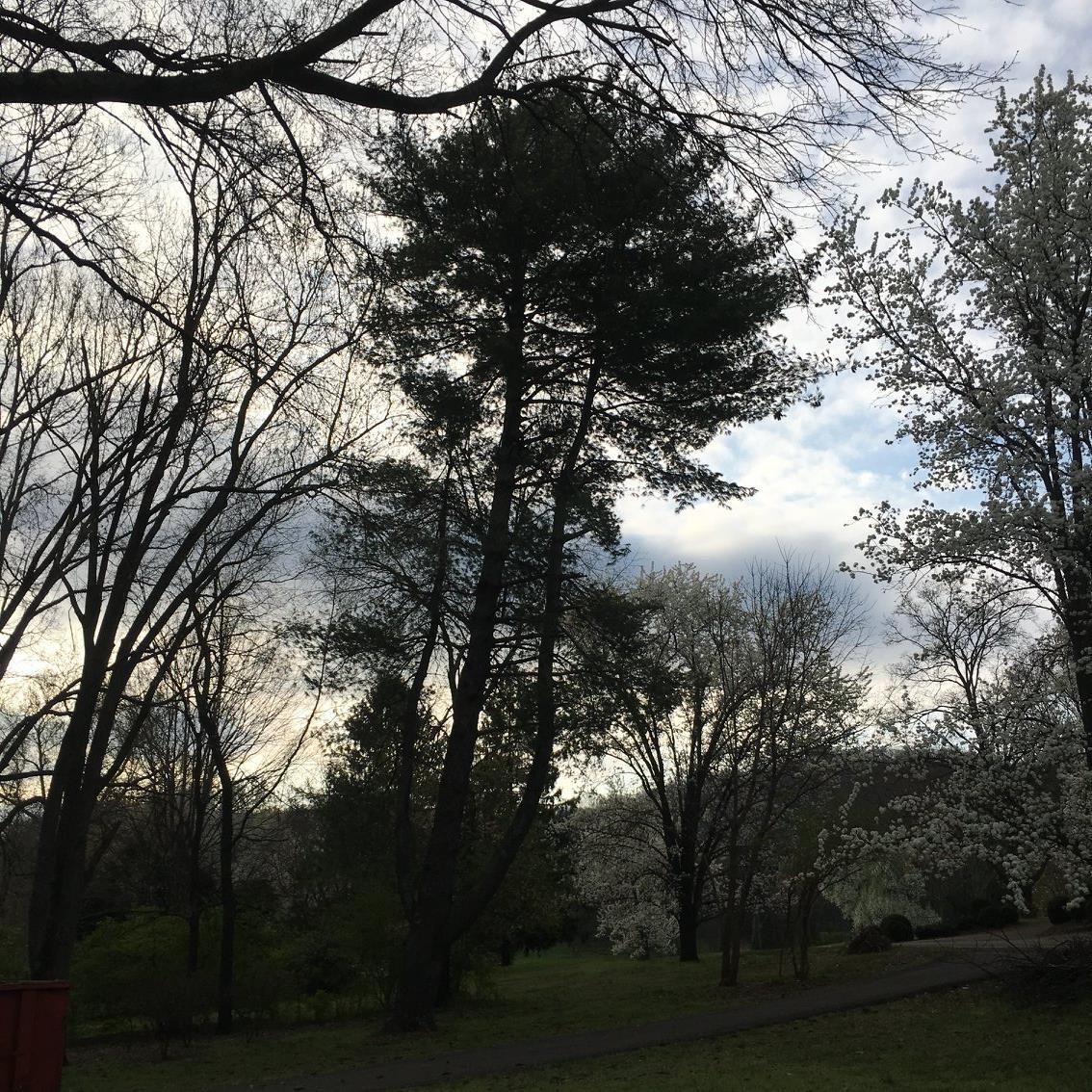 Trees silhouetted against a cloudy sky, in a park setting.