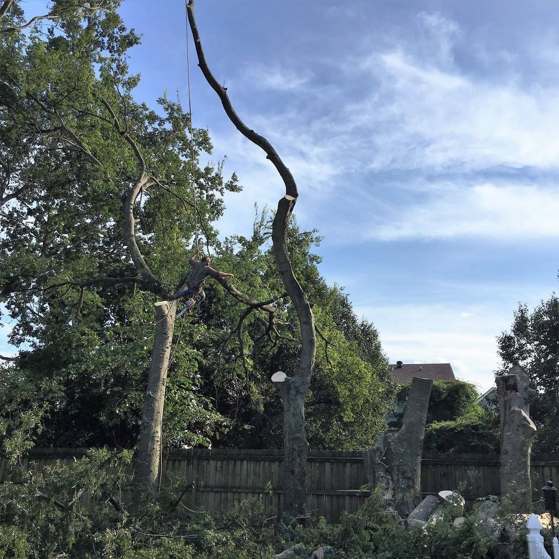 Tree branches trimmed, against a blue sky with clouds. Green foliage and debris scattered.
