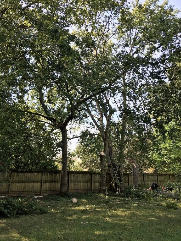 Large tree in a backyard with some branches cut, next to a wooden fence and green grass.