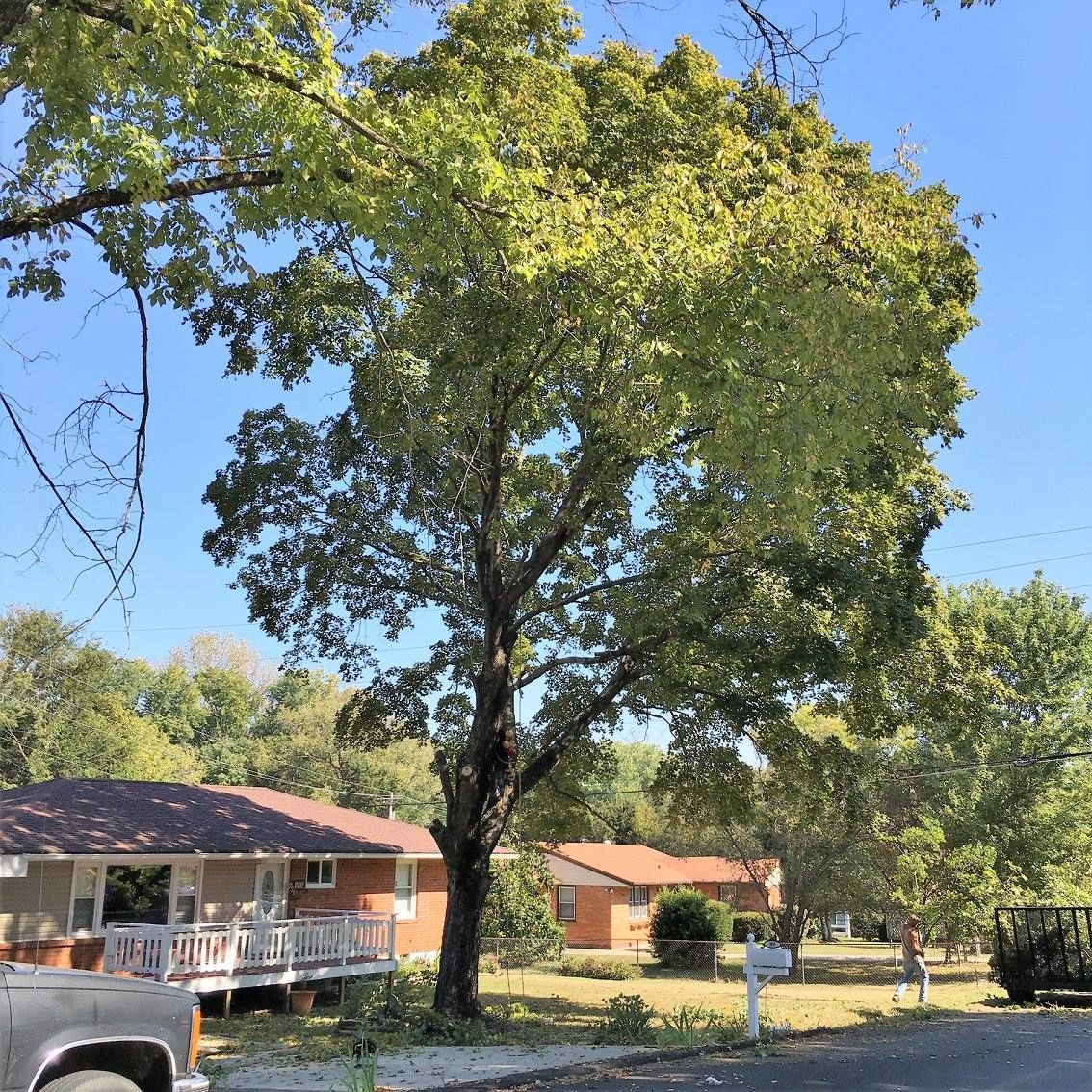 Mature tree shading a suburban house on a sunny day.
