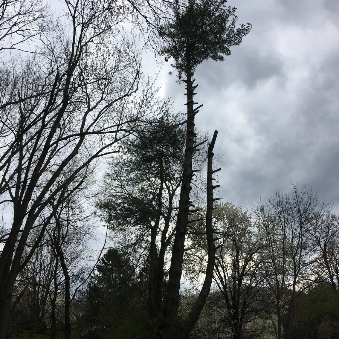 Tall, slender tree with sparse branches against a cloudy sky, surrounded by other trees in a forest.