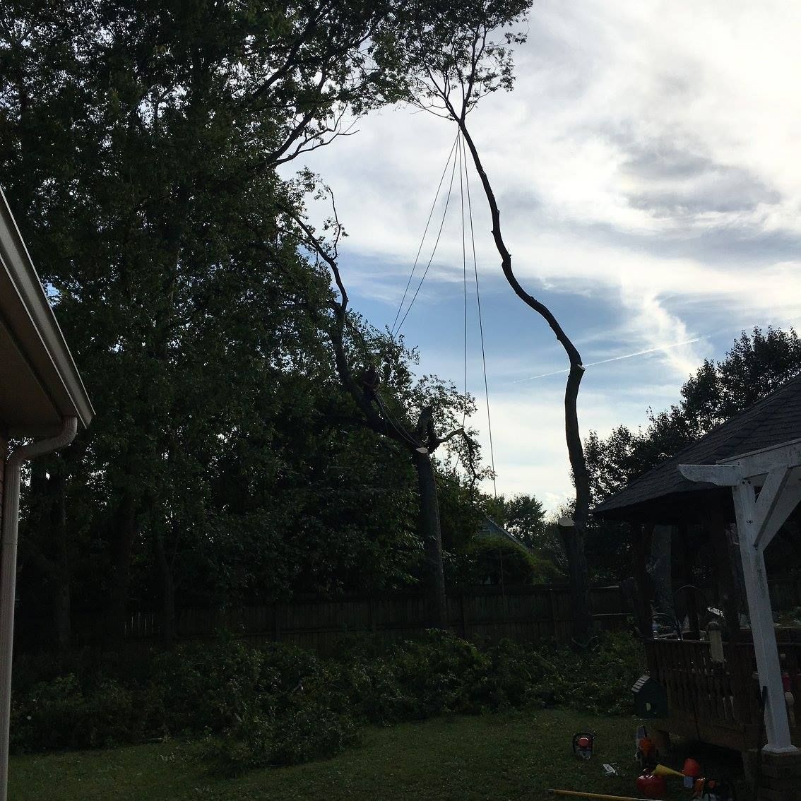 Tree being pruned, branch hanging with dotted cutting lines, between house and gazebo, cloudy sky.