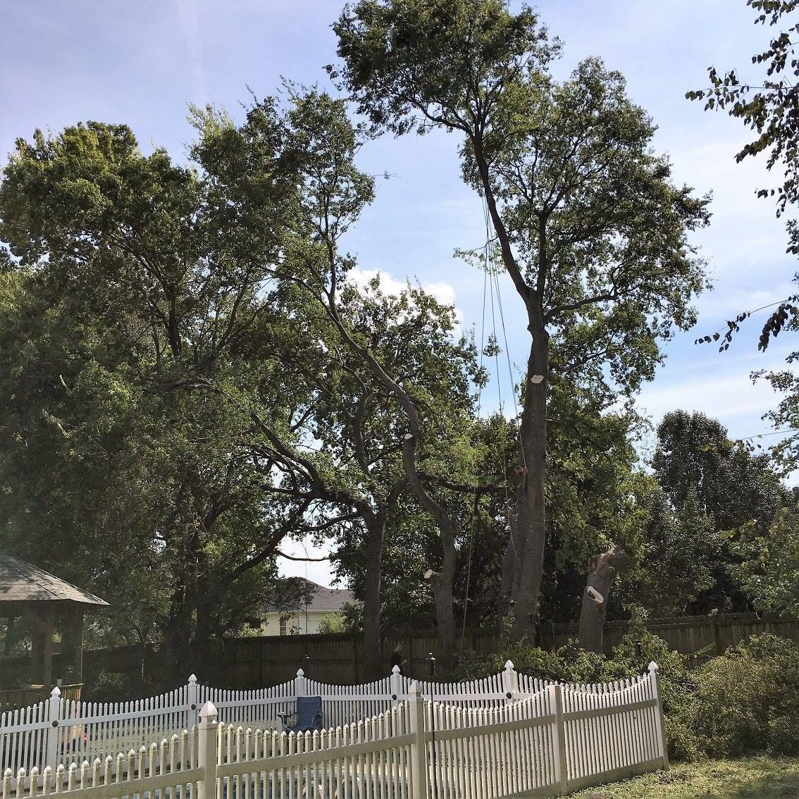 White picket fence in front of trees; tall tree with missing limbs, blue sky visible.