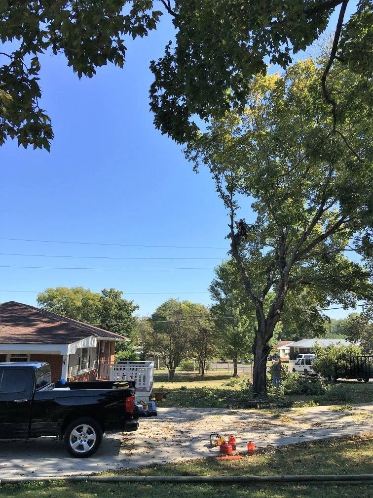 Tree service worker in a tree trimming branches. A truck is parked nearby.