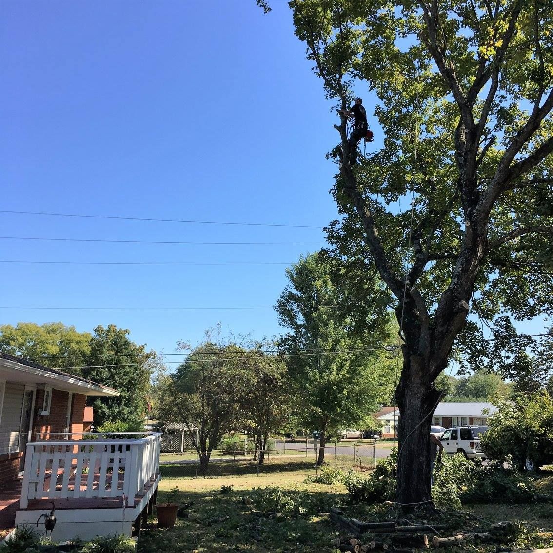 Residential yard with trees under a blue sky; a house is on the left.