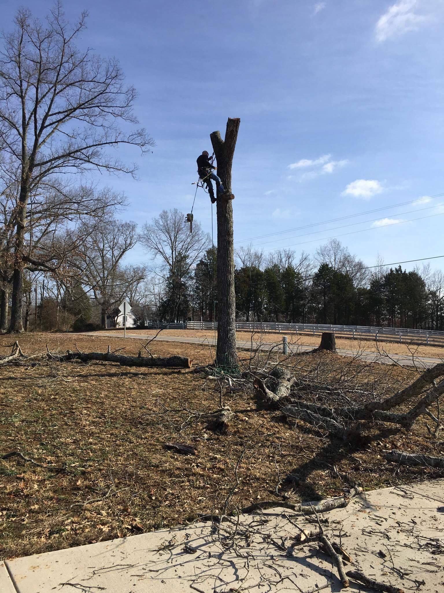 Arborist in a tree cutting branches against a blue sky.