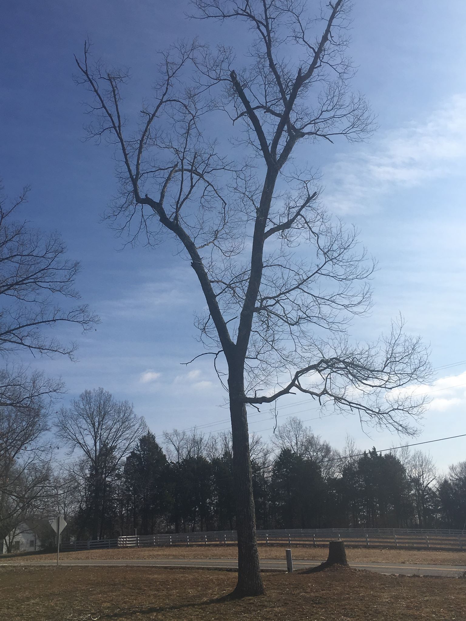 Bare tree against a blue sky, field in front with cut tree stump, other trees and buildings in background.