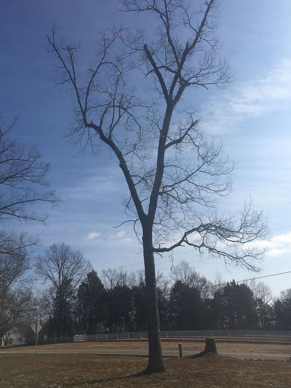 Arborist in a tree with a chainsaw, trimming near power lines.  Green safety vest and hard hat.