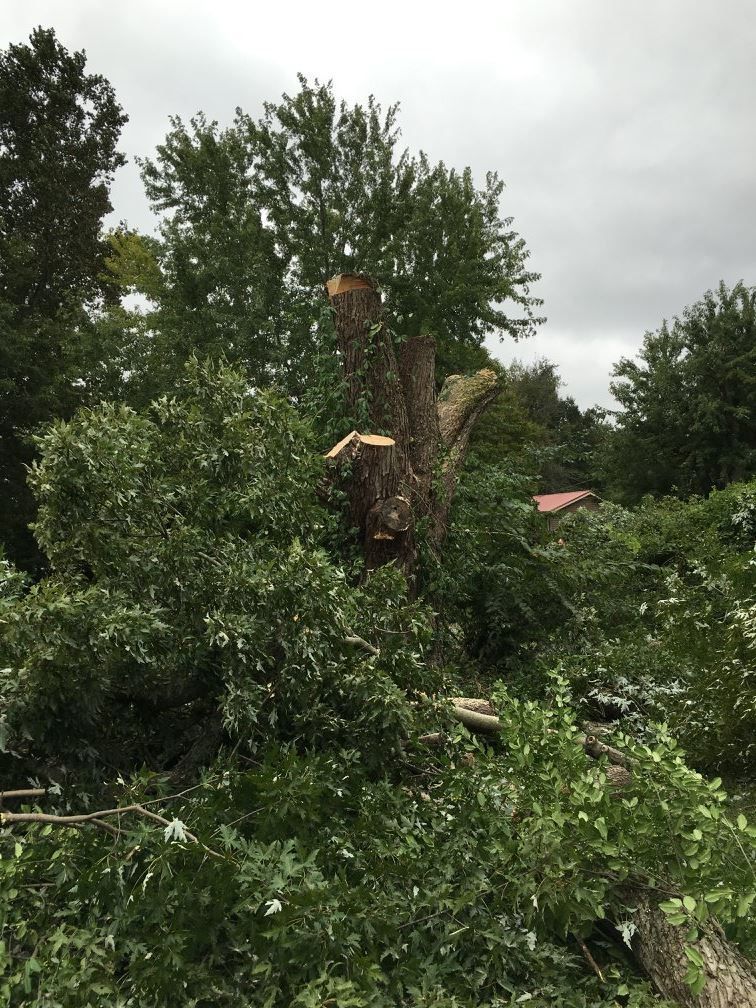 Fallen tree blocking a street after a storm; a crane and workers are clearing the debris in a residential area.