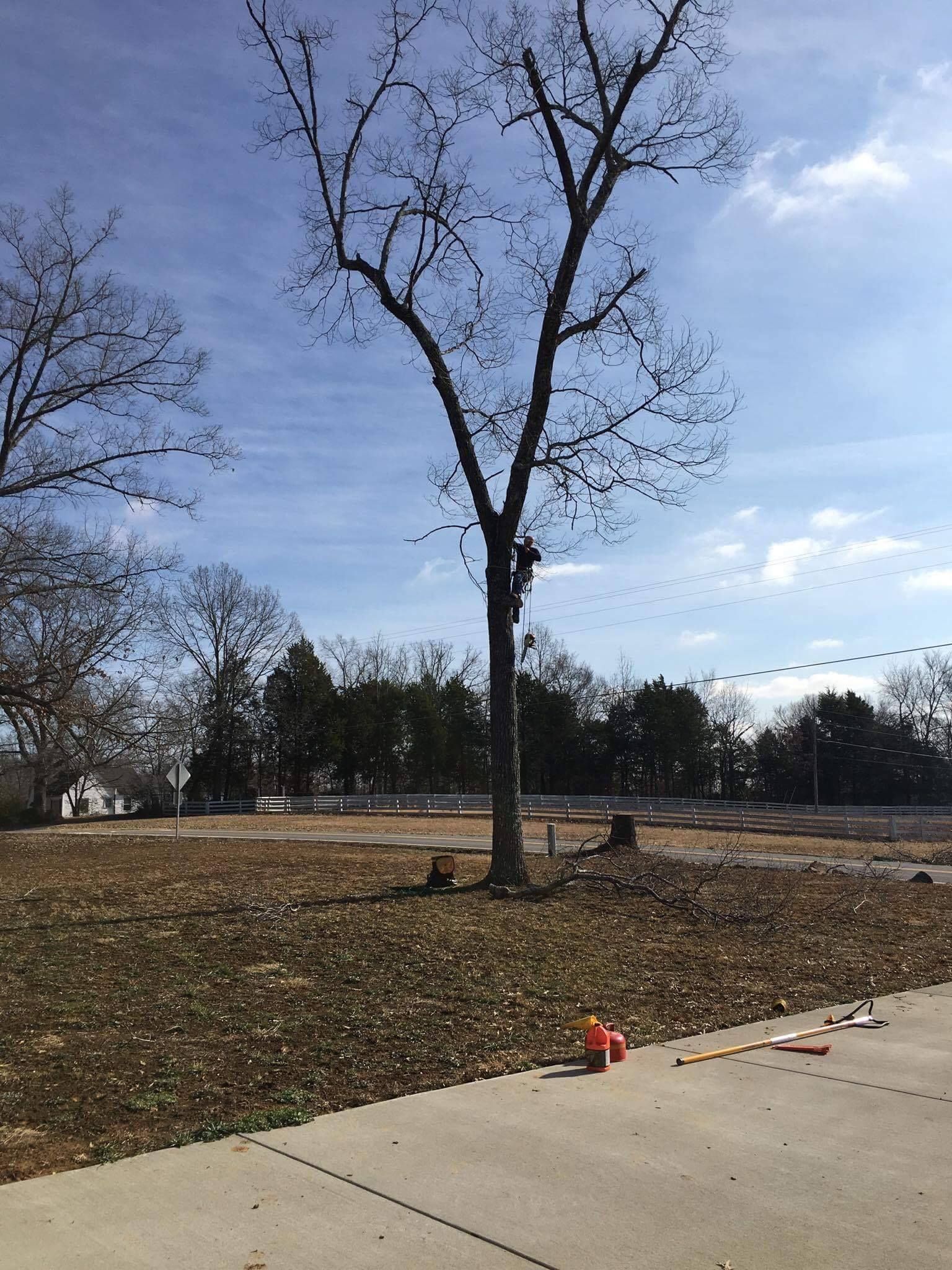 Tree being trimmed; bare branches against a partly cloudy blue sky. Dead leaves cover the ground.