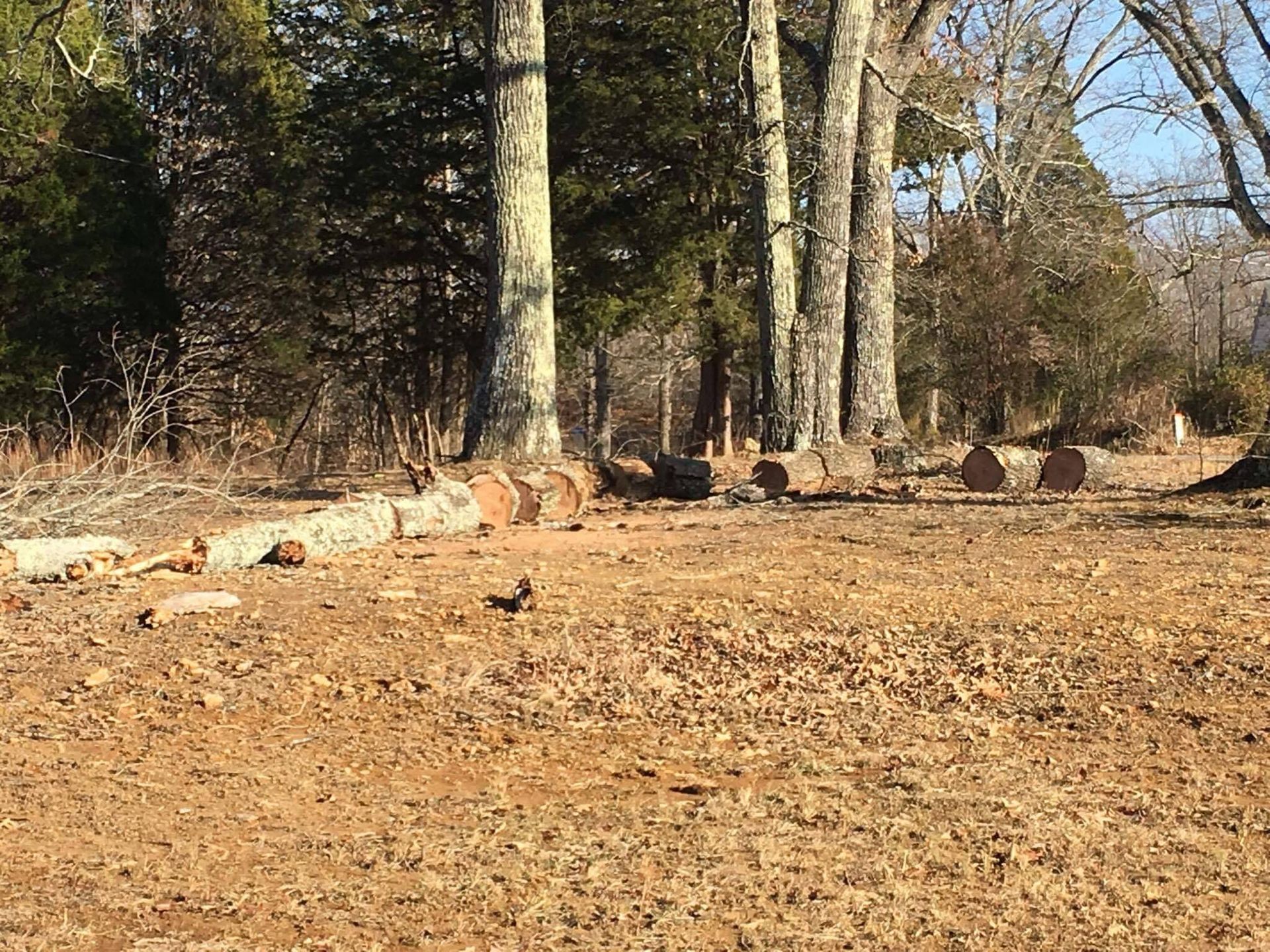 Logs and tree stumps in a yard with fallen leaves, tall trees in the background.
