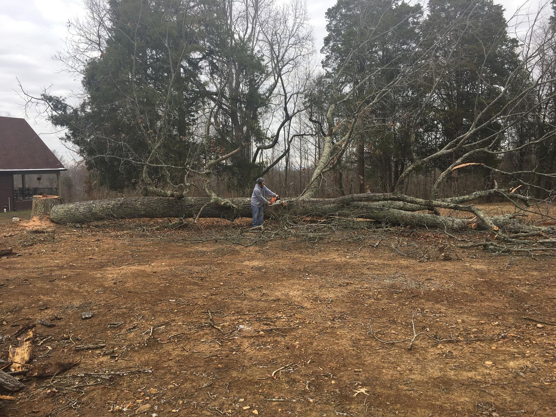 Man using a chainsaw to cut a fallen tree in a clearing, with a house in the background.