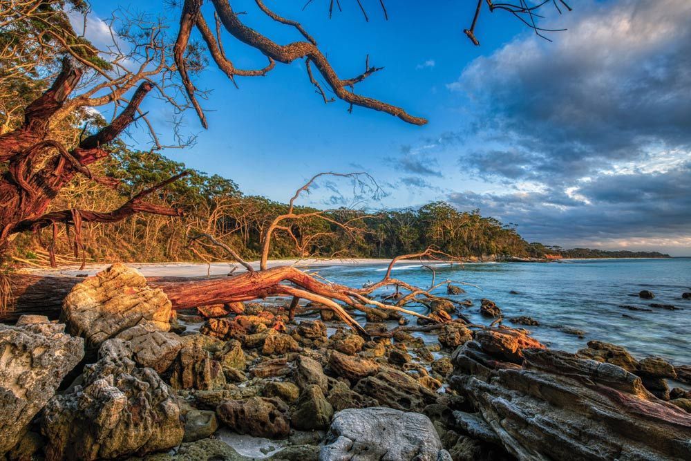 A Tree Trunk is Laying on a Rocky Beach Next to the Ocean — A. Webber Building in Jervis Bay, NSW