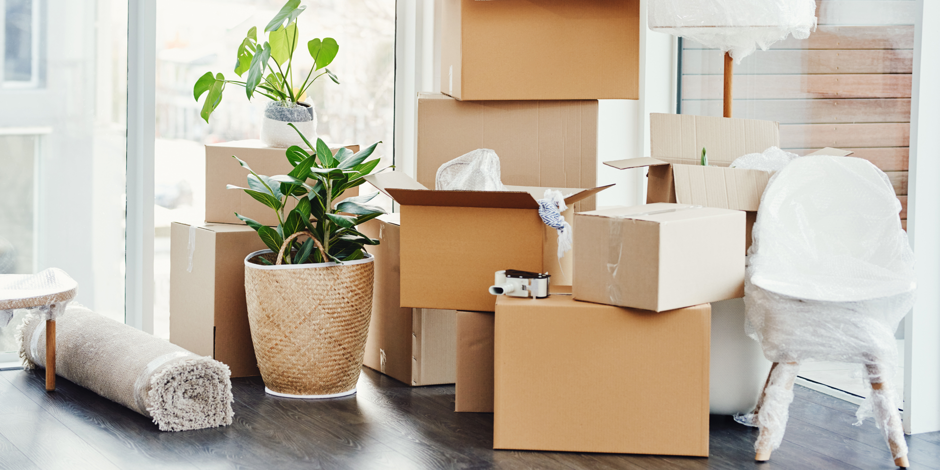 A room filled with cardboard boxes and a potted plant.