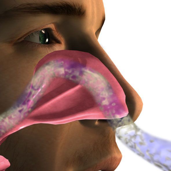 Man Breathing Through Cutout View of Nasal Passages