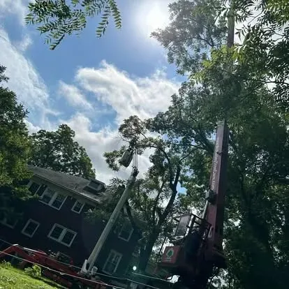 Tree removal services in Mooresville NC by McKenley Tree Care