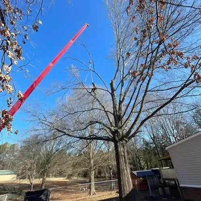 McKenley Tree Care serving Salisbury Concord and Mooresville NC