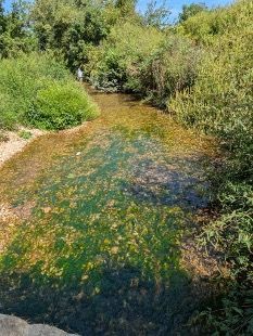creek bed full of dark green algae