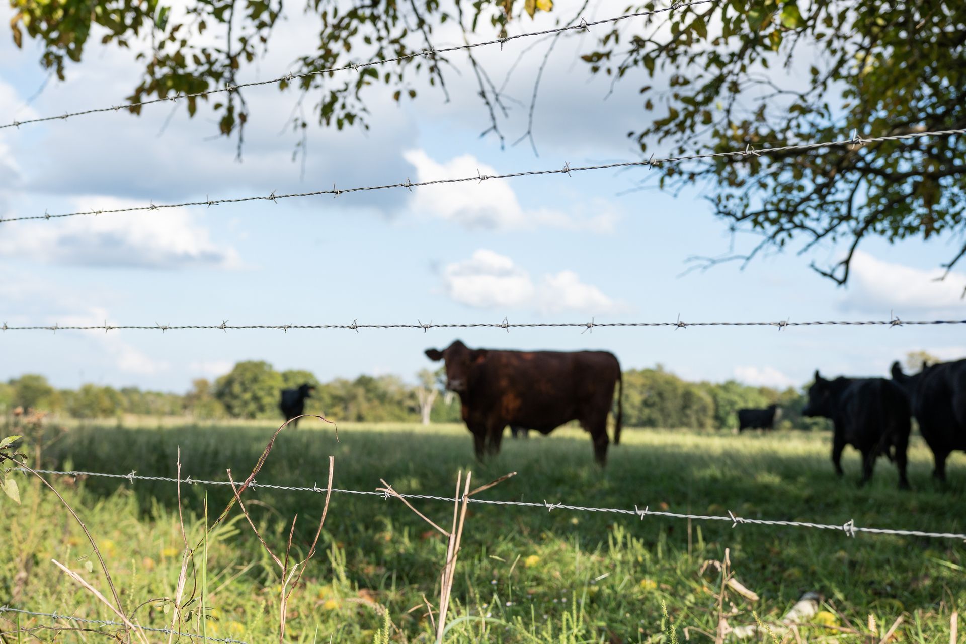 A herd of cows standing in a grassy field behind a barbed wire fence.