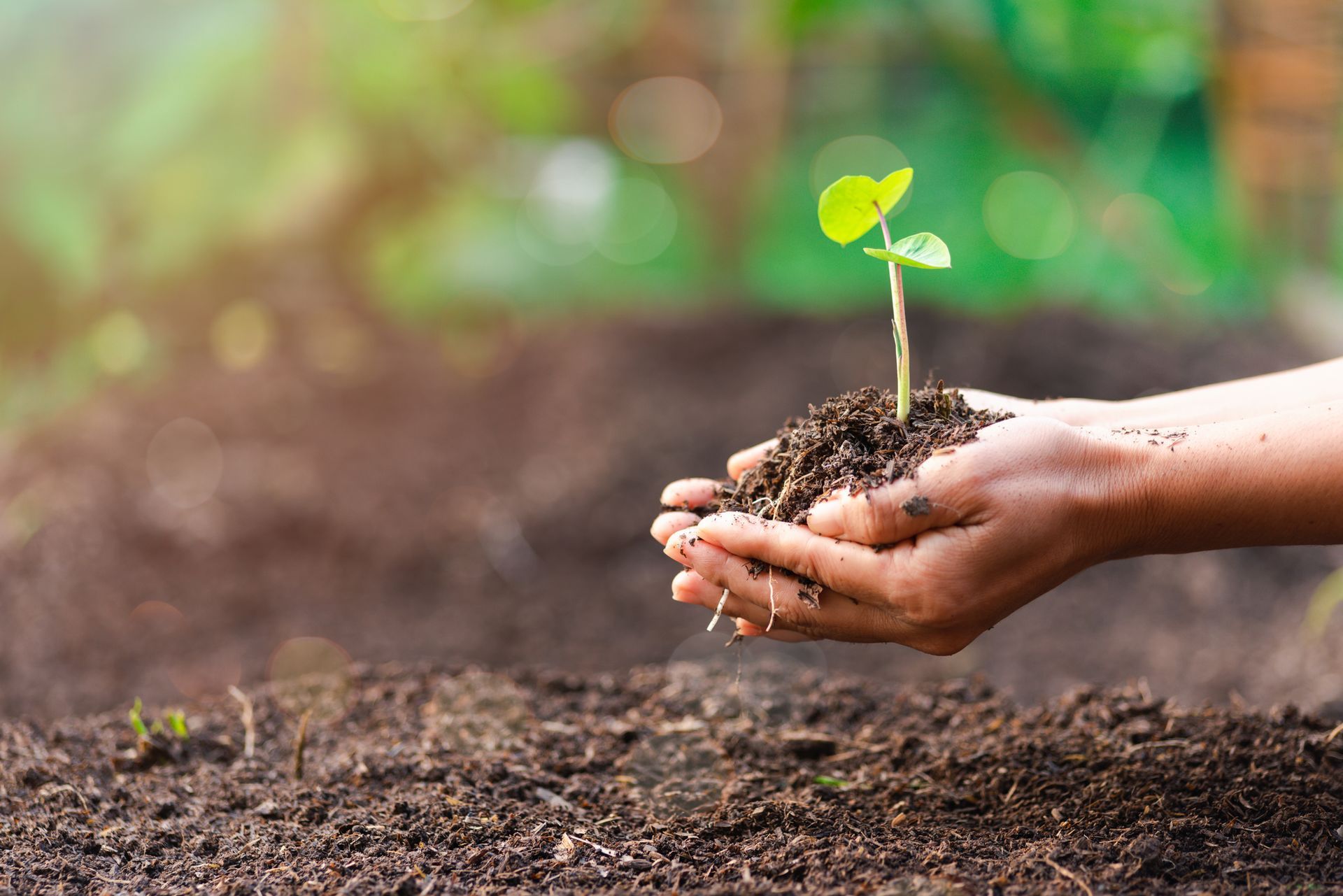 A person is holding a small plant in their hands.