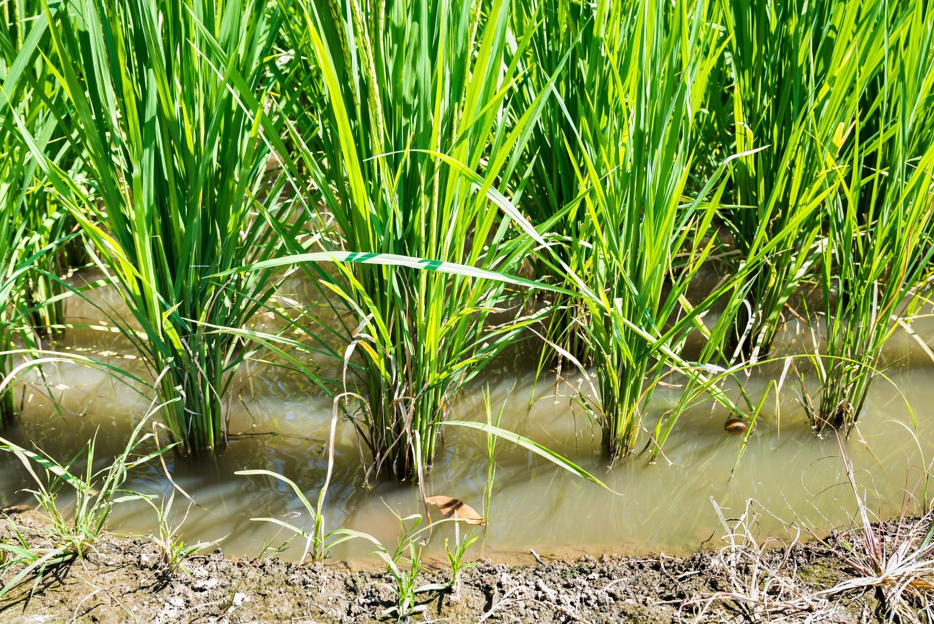 A row of rice plants growing in a flooded field.