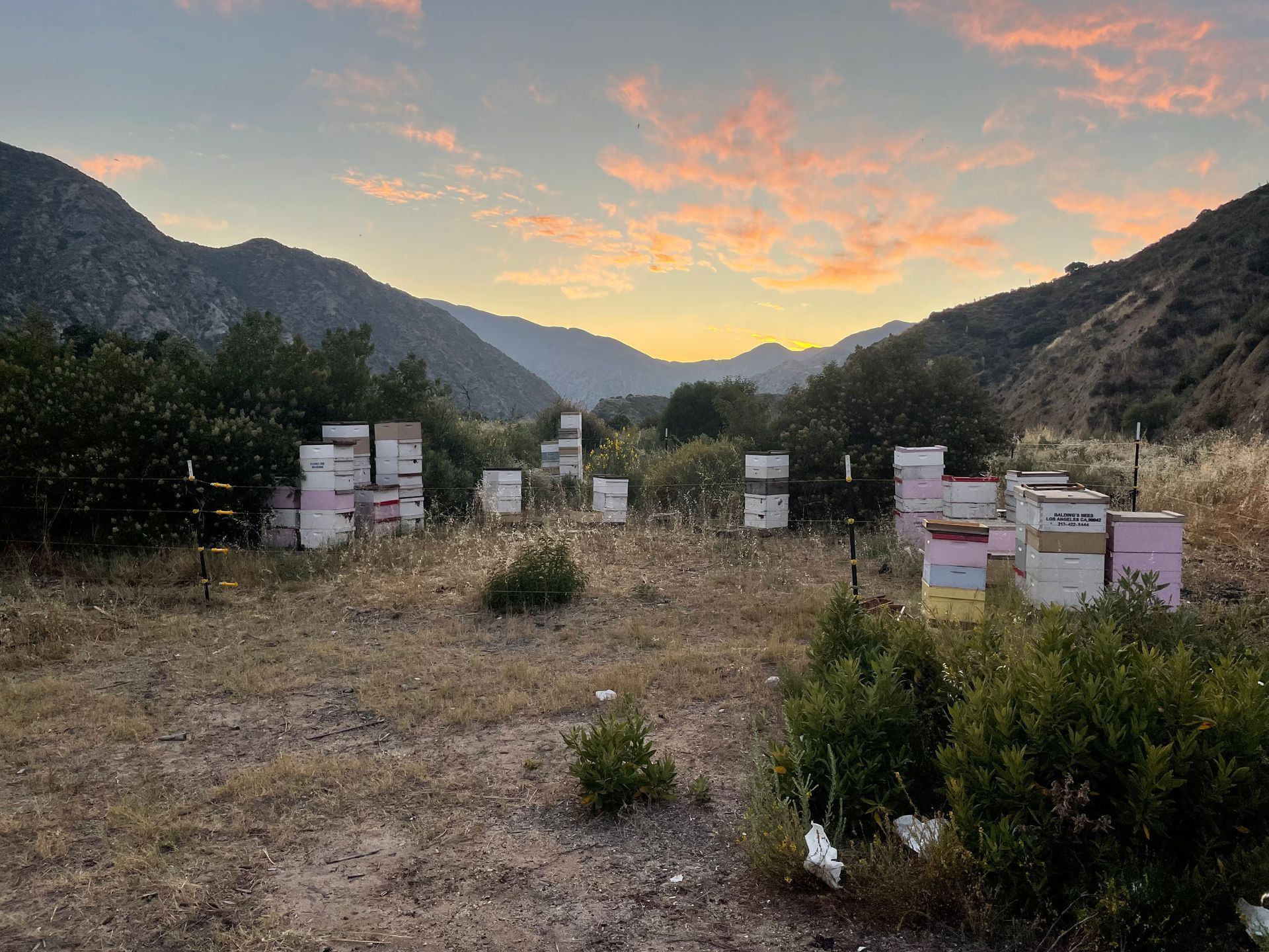 a field filled with beehives and mountains in the background at sunset