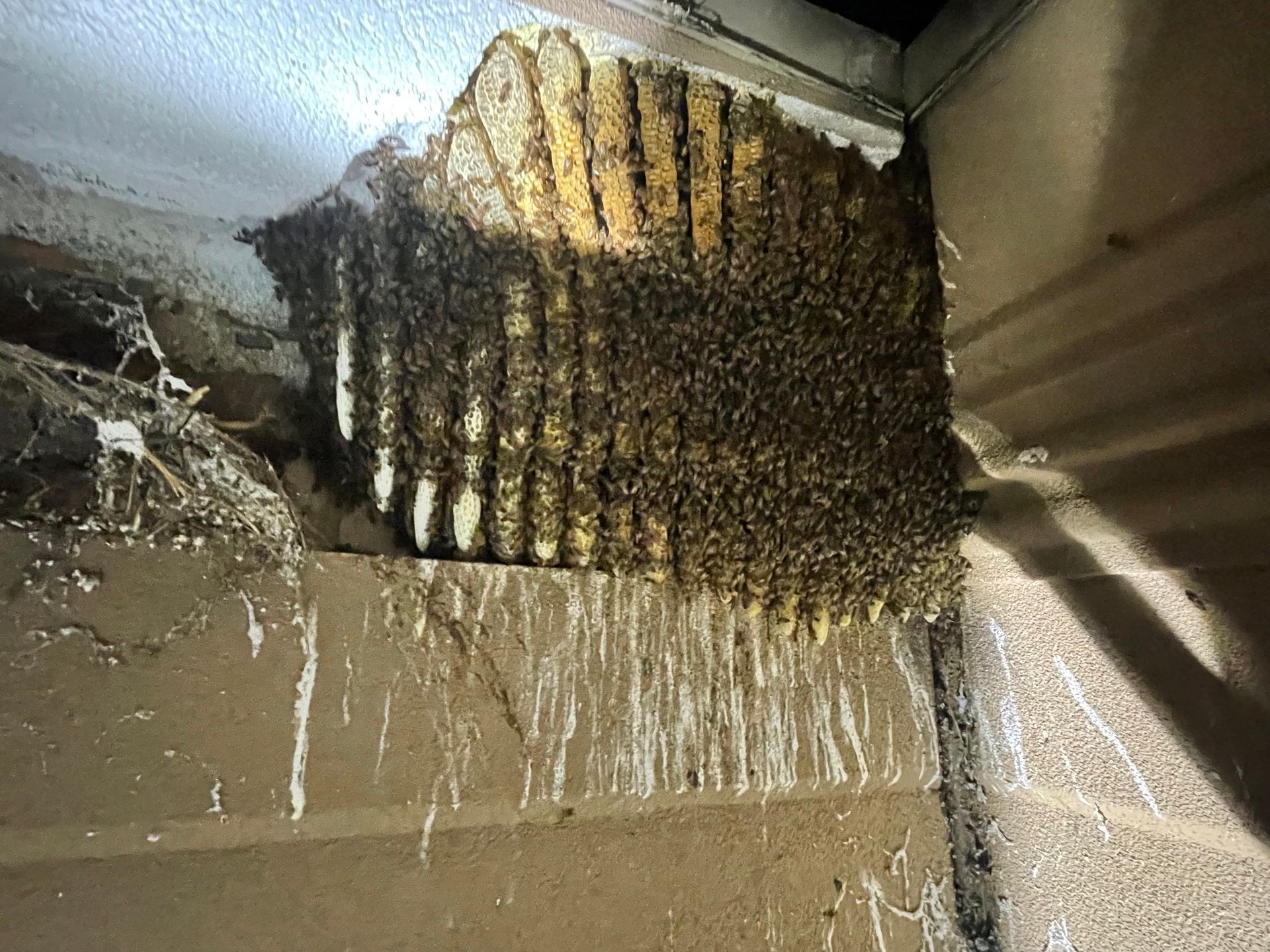 a close up of a beehive on a brick wall