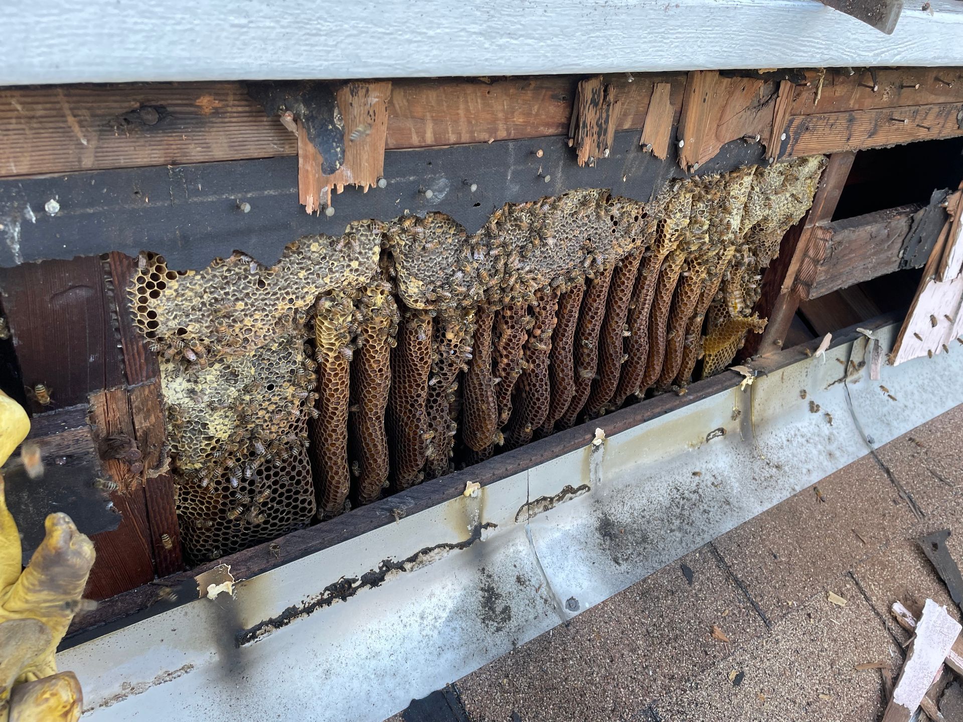 a close up of a beehive on the side of a building