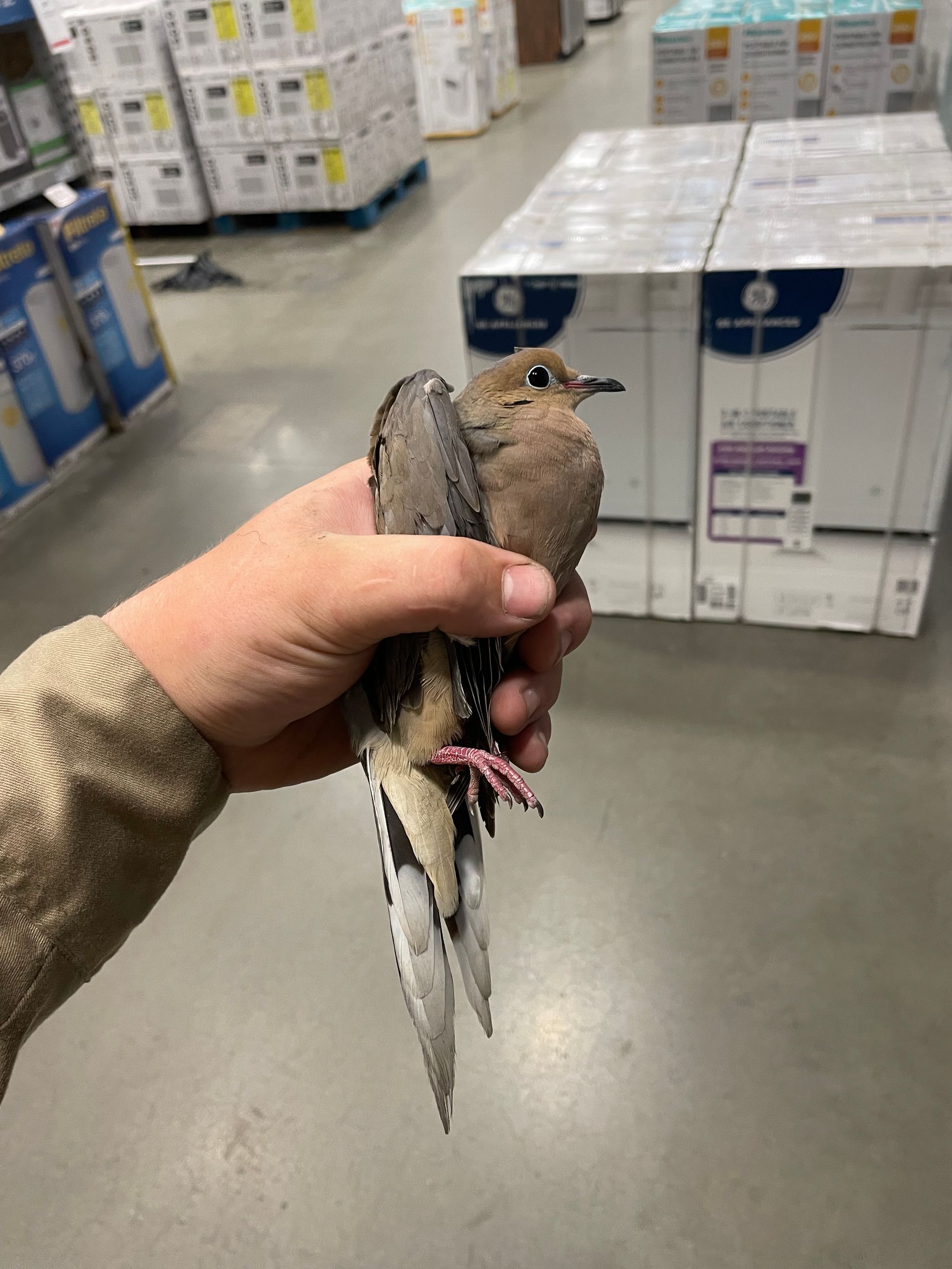 a person is holding a bird in their hand in a warehouse