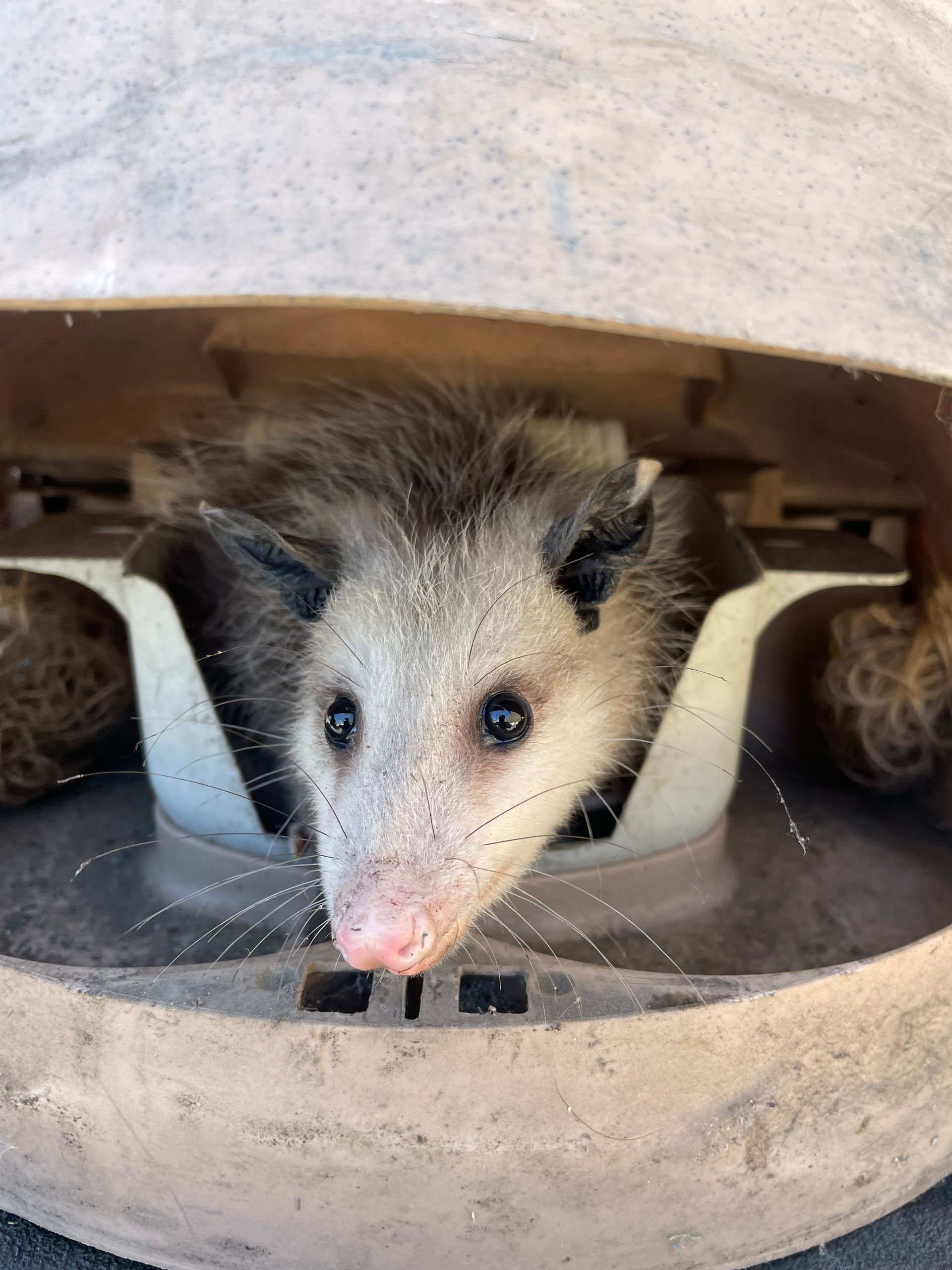 a small opossum is sticking its head out of a trash can