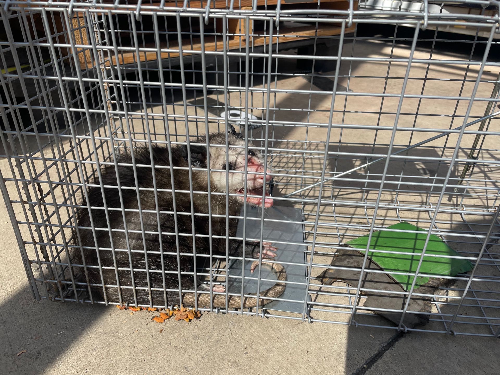 an opossum is sitting in a cage with its mouth open