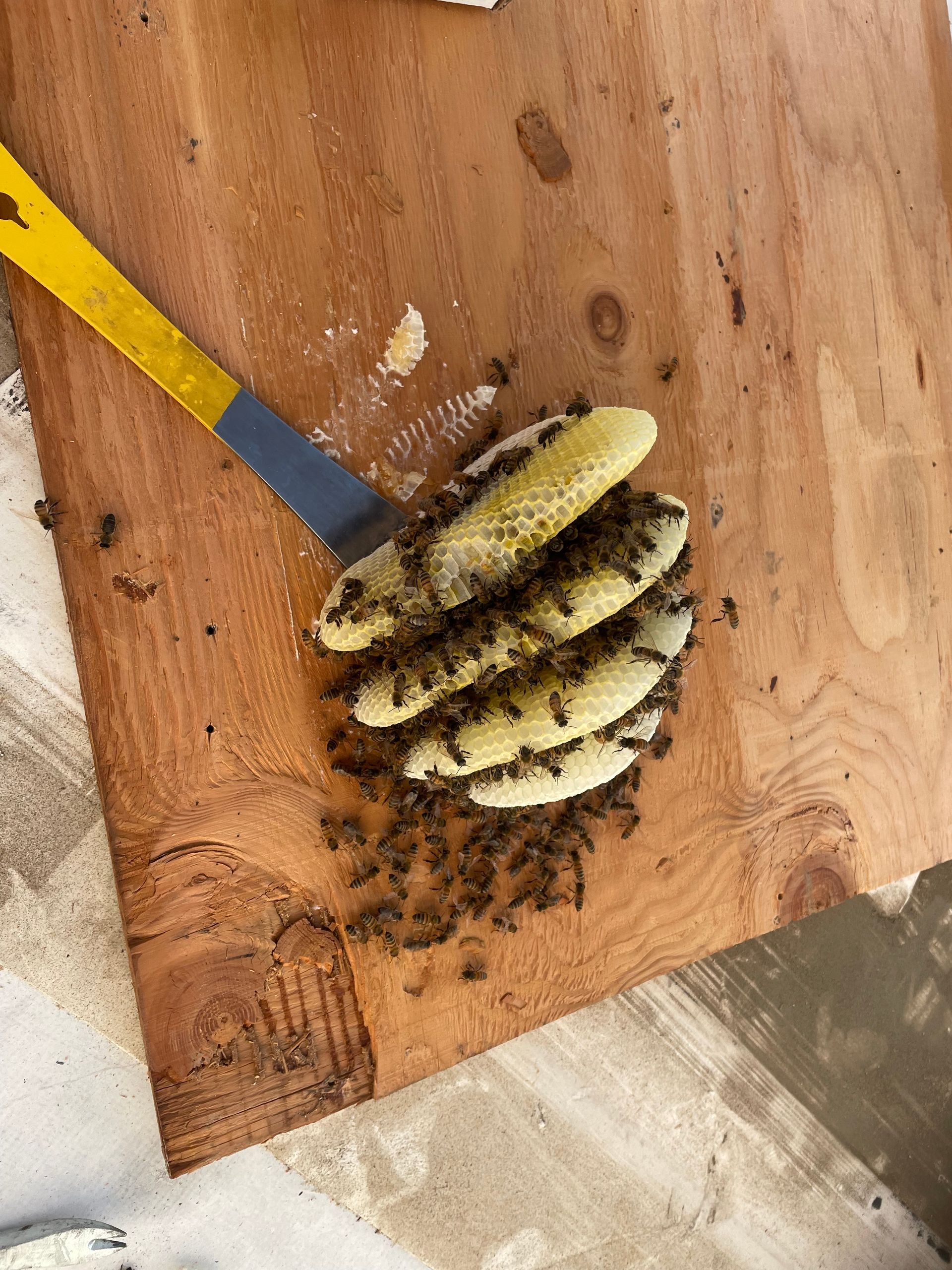 honeybee comb construction and honey production by bees