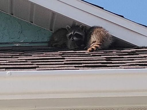 a raccoon is laying on the roof of a house