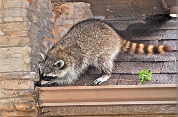 a raccoon is standing on a roof next to a gutter .
