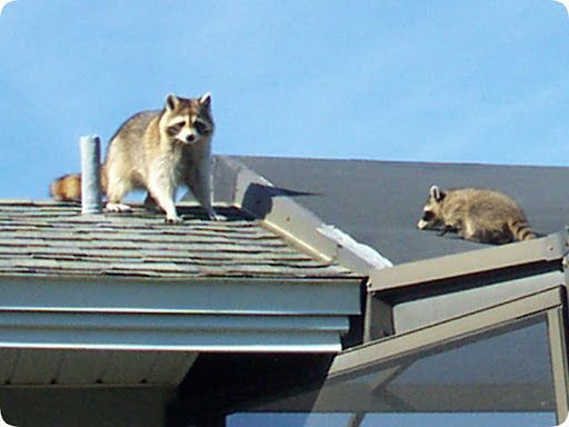 two raccoons are standing on the roof of a house