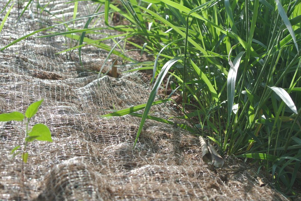 A close up of a field of grass with a fence in the background.