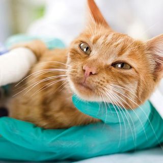 Cute Cat — Syracuse, NY — Mattydale Animal Hospital